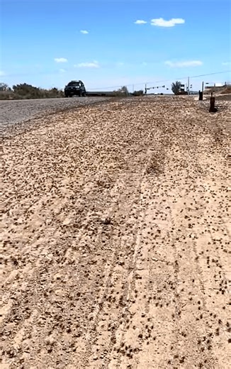 Swarms of Mormon crickets invade towns in the West