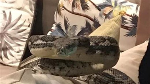 Watch: Monster python’s brazen act stuns as it stalks pet cats