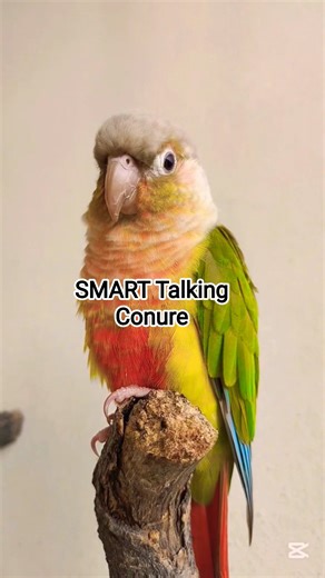 Pineapple Conure Talking/Sounds 🥰