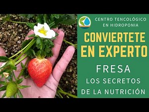 Cultivo de Fresas en Hidroponia Nutricion Mineral parte I
