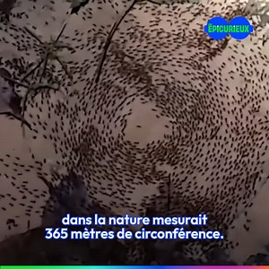 3.7M views · 55K reactions | Minuscules… Mais pas insignifiantes ! Les fourmis ont de nombreux pouvoirs et secrets à nous révéler  | Epicurieux | Facebook