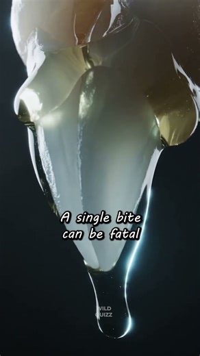 “The Deadliest Animal in the World 🐍 | Shocking Animal Facts!”