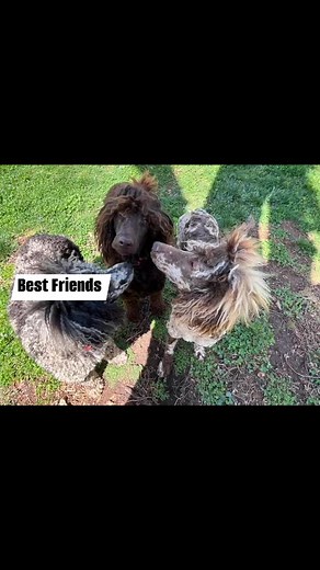 #moyenpoodle #merlepoodle | Reedy Creek Standard Poodles
