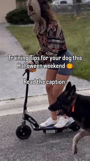 This time of year we get more messages and calls than ever regarding the dog behaving badly. But this is also the time of year people are having more people over. Putting their dogs around higher distractions. There’s a bit more commotion going on, and let’s face it, our guests don’t always follow our “rules for the dog.” So we wanted to give you some quick tips for tonight to set you and your dog up for success. 1. If you have company over, sometimes it’s truly easier to just put the dog away. 