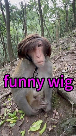 Funny Monkeys Video 猴子帶著搞笑的假髮 Monkey with funny wig #funnyshorts #monkey #wigs #搞笑 #猴子 #面白い #猿