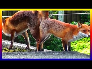 Two Foxes Mating In The Garden Sucking Red Fox Cubs