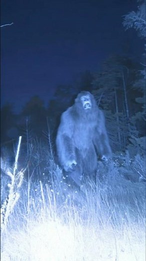 Clear Bigfoot Sighting Caught on Camera in Colorado While Hunting