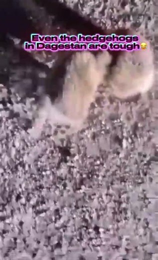 Hedgehog Fight Caught on Camera 😳 He Had to Break It Up! #animals #viral