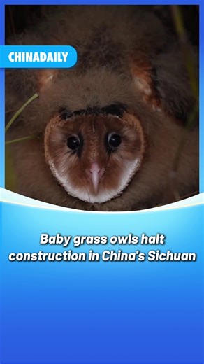 A group of baby Chinese grass #owls was spotted in Chengdu, Southwest China's Sichuan province, amid construction of a factory area. Work was promptly halted to safeguard the national second-class protected animal species. #animals #biodiversity | China Daily
