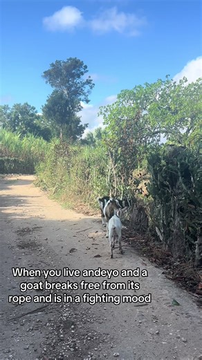 Morning Walks in Andeyo: The Goat Fights Experience
