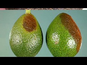 Avocado Tree Diseases and Pests | Management