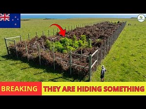 New Zealand Destroyed ITS MOST DANGEROUS WEED, It Came Back - What Happened Next Shocked Everyone