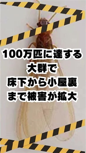 危険な羽アリ 3選#シロアリ #シロアリ駆除 #diy