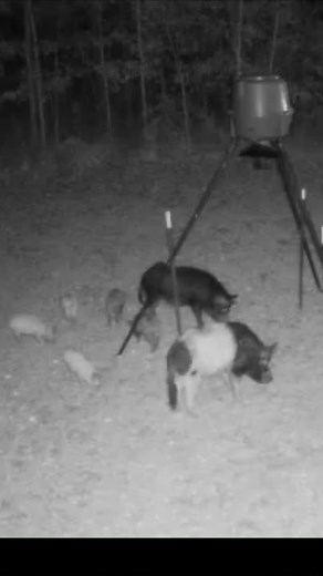 75K views · 606 reactions | Gethering intel on the sounder is key to ensuring whole sounder capture. It also helps with future captures. #hogcontrol #hogtrapping | Jager Pro Hog Control Systems | Facebook