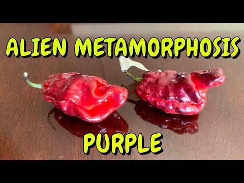 Alien Metamorphosis Purple by my friend Tom! This pepper was worth the wait!