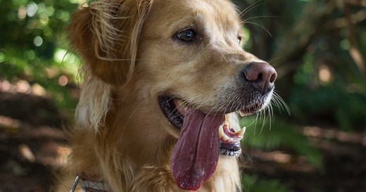 Voici les multiples bienfaits des chiens sur notre santé