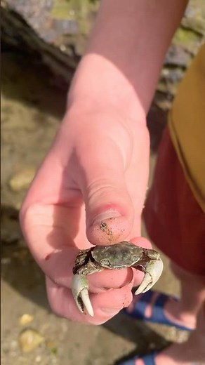 Rock Pools Adventure for Kids 🦀Fun and Educational Outdoor Activity for Kids 🐚