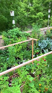 1.3M views · 10K reactions | All kinds of tomatoes harvested in our backyard garden. Give these varieties a try for your next growing season........... #gardenlife #growyourownfood #growthmindset #gardening101 #garden #gardening #tomato #food #inspiration #learning #calm | Plantedinthegarden | Facebook