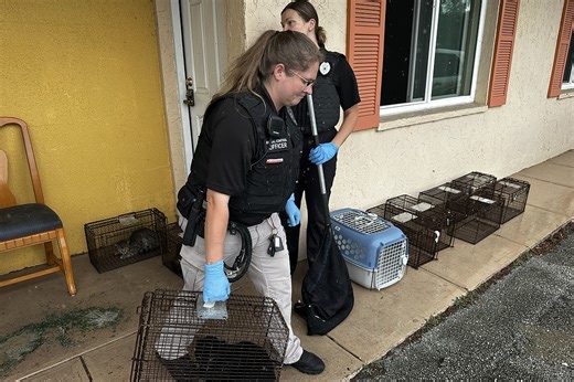 Volusia County rescues cats from DeLand property | Observer Local News