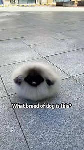 63K views · 1.8K reactions | Introducing you to 20 different dog breeds #Science #usa #dog | Kevin Science America | Facebook