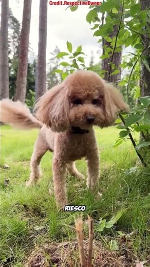 🐶😱 Sonu è finito nella foresta mentre cercava il cucciolo! 🌲👻