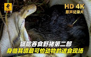 高清原声纪录片，蟒蛇吞食野猪第二部，身临其境最可怕动物的进食现场！