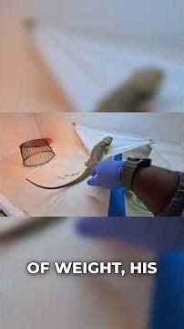 Duke's Battle: Brumation or Illness #reptiles #lizard #beardeddragon