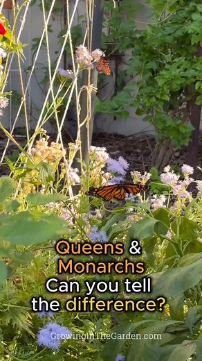 Spotted in the garden yesterday. Queens have been here for weeks, but I finally saw the first Monarch of the season. It’s easy to mix them up, but when they open their wings, the difference is clear. That bold, stained-glass pattern gives it away every time. Have you spotted either in your garden this season? #MonarchButterfly #QueenButterfly #ButterflyGarden #PollinatorGarden #DesertGardening #ArizonaGardening #FallGarden #MilkweedForMonarchs #ButterflyID #GrowingInTheGarden #BackyardHabitat #W