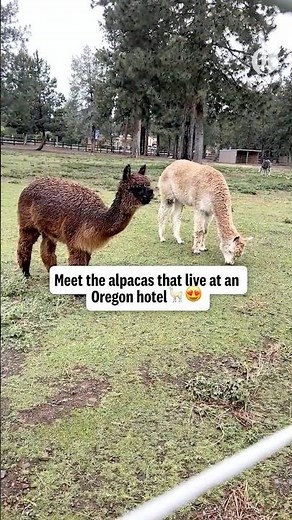 Meet the herd of alpacas that live at this Oregon hotel
