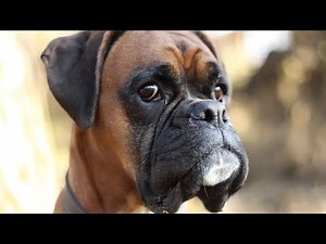 10 Interesting Facts About Boxer Dogs 🐶💪