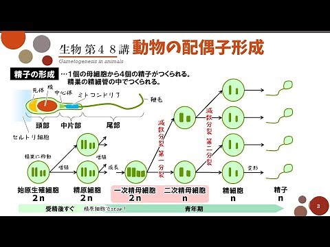 【高校生物】第48講「動物の配偶子形成」精子の構造・ろ胞と排卵