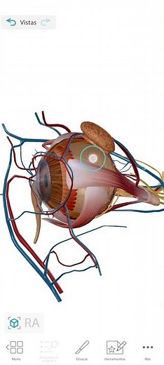 Anatomy of the eye (layers and transparent structures) #medicine
