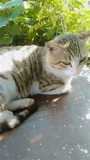 cute Billu Ji #comedy #trending #funny #cat