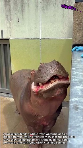 Zookeeper Feeds Whole Watermelon to Hippopotamus #worker #process #hippo #feeding #zookeeper