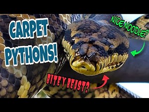 Capricious Carpet Pythons!! - Creature Feature!