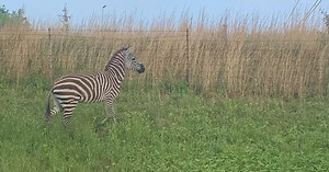 Zebra – yes, a zebra – captured after escape in Cookeville