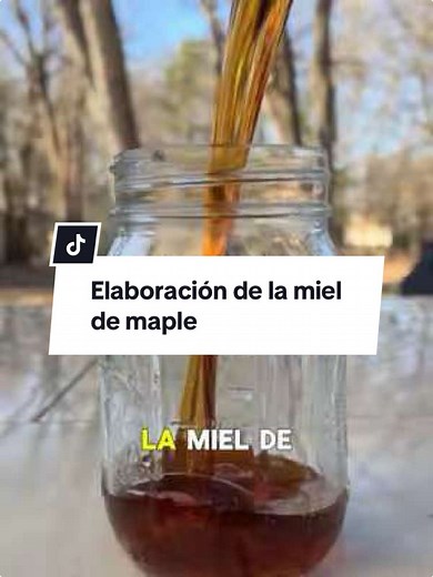 Cómo se hace la miel de maple: Un delicioso proceso