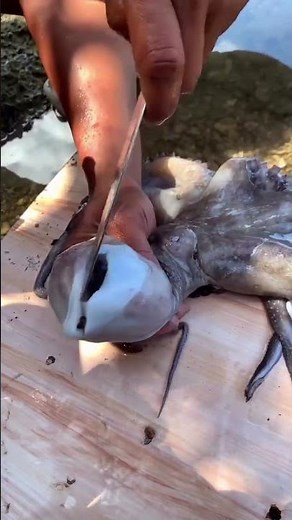 How to Clean a Fresh Squid Like a Pro | Amazing Seafood Preparation