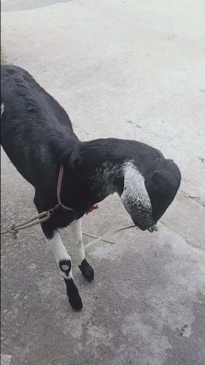 "The Goat Whisperer: Unbelievable Goat Tricks!"