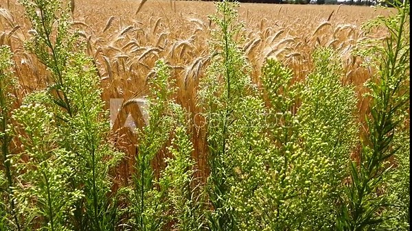 Erigeron canadensis (synonym Conyza canadensis) is annual plant native throughout most of North America and Central America. It is Canadian horseweed or fleabane, coltstail, marestail, and butterweed. Stock Video