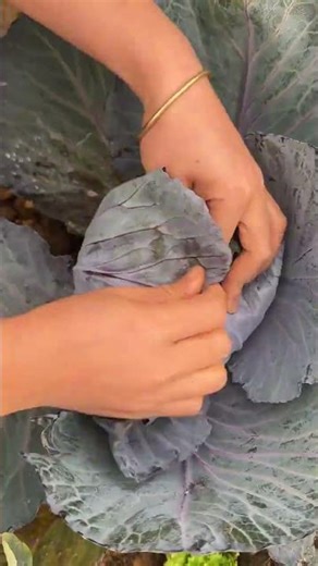 It can prevent insects.#Qiqi is in the countryside#Purple cabbage#My rural life#Planting t