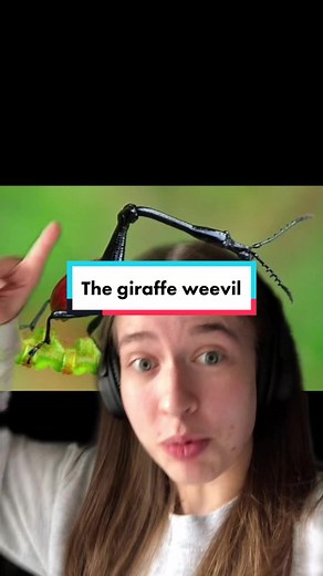 Exploring the Fascinating Giraffe Weevil