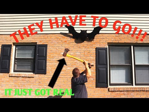 How To Get Bats Out Of An Attic