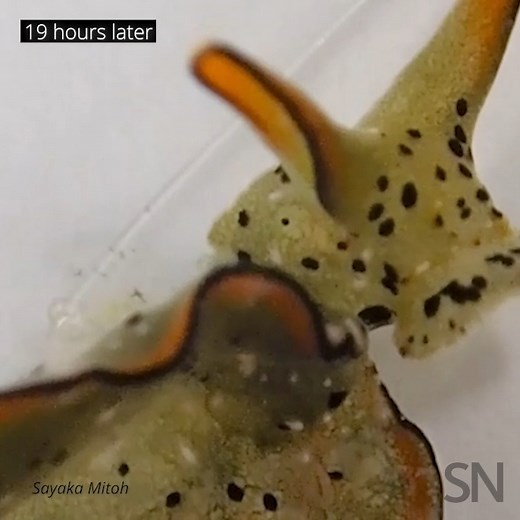 An Elysia sea slug can remove its head, which grows a whole new body. Watch this bizarre process unfold. (Learn more: https://www.sciencenews.org/article/sea-slug-detached-head-crawl-regenerate-grow-new-body) | Science News Magazine