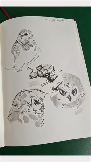 【動物園】かわいい動物たちを描いてみた【スケッチ】