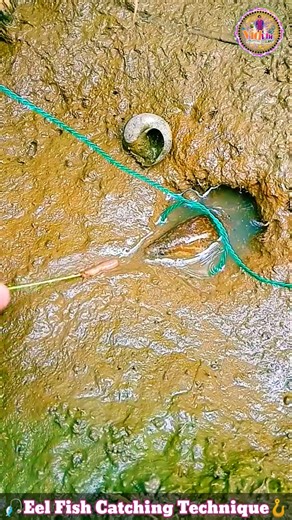 Eel Fish Catching Technique 🪝 Fishing Video 🎏 Mud Fish Catching 🎣 #eel #fishing #fish #shorts
