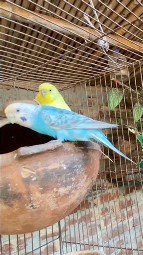 Budgies Preparing to Lay Eggs | Nesting Behavior & Cute Moments 🥚🐦