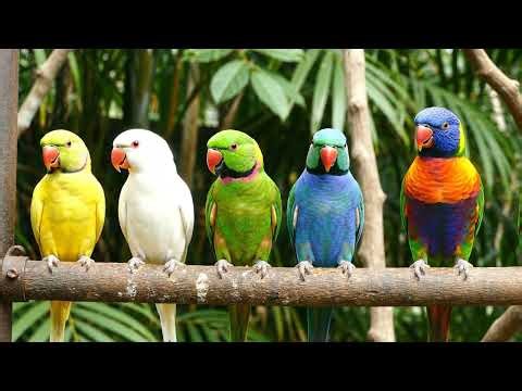 Parrot Talking Full HD Video | Cute & Funny Talking Parrot Compilation