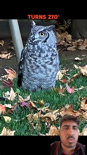 Other turn their heads vs owl🦉 #funny #funny #turtlewatching #funnyanimals #automobile #wildlifeent