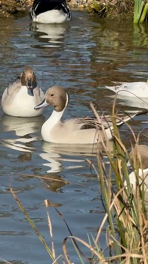 Les petits blondinets montent en chauffe ! 🔥 #elevage #élevage #breeding #breedingseason #oiseaux #birds #canard #canards #duck #patos #ducks #sauvagine #ornement #ducksofinstagram #nature #naturelovers #animalsaddict #waterfowl #autumn #fall #waterfowling #waterfowler #ducklings #ducklife #ornemental #etang #bassin #romwaterfowl #pintail #pilet | Chez Rom Waterfowl